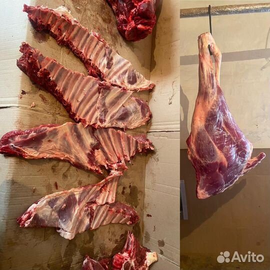 Продаю мясо говядина, конина, баранина