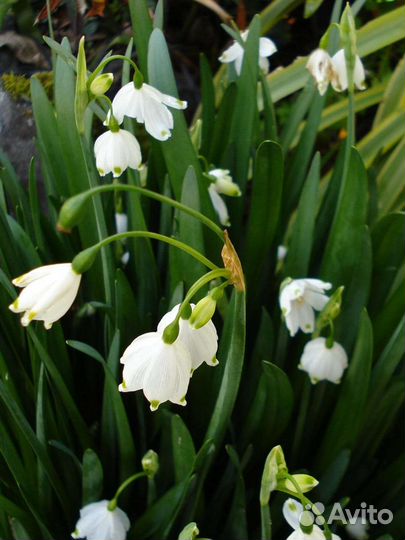 Первоцветы микс садовые