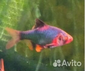 Аквариумные рыбки