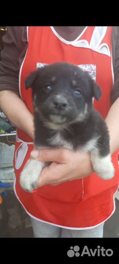 Собака в добрые руки отдам бесплатно