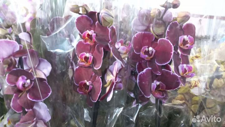 Орхидея