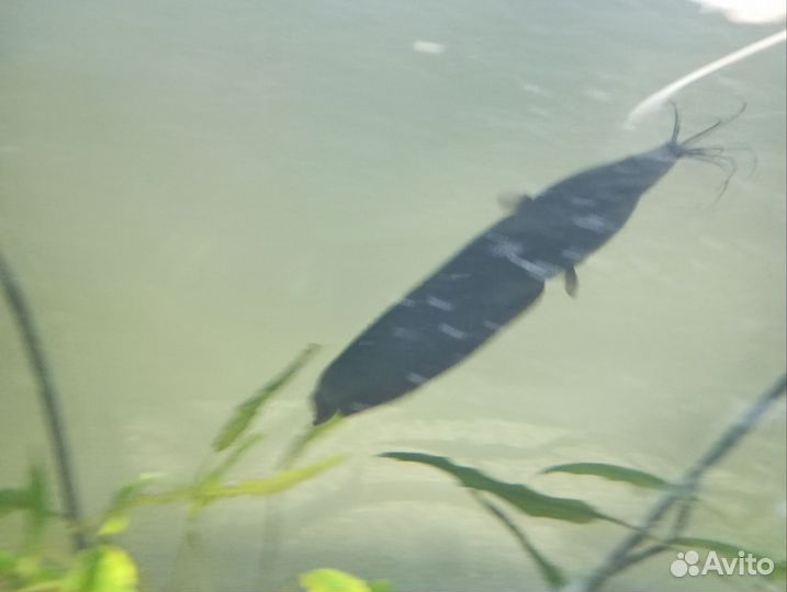 Мешкожаберный сом