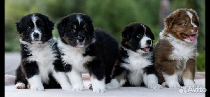 Щенки австралийская овчарка аусси