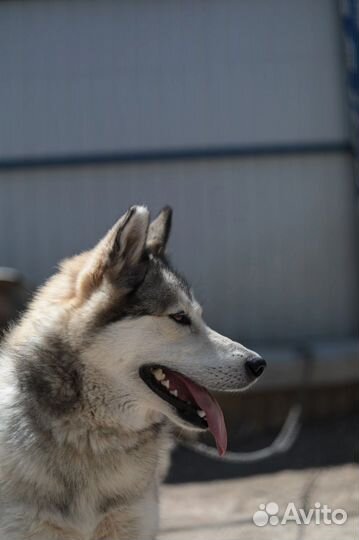 Аляскинский маламут