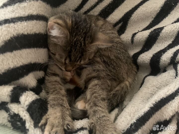 Котенок