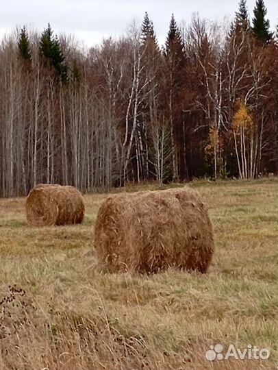 Продам сено в рулонах