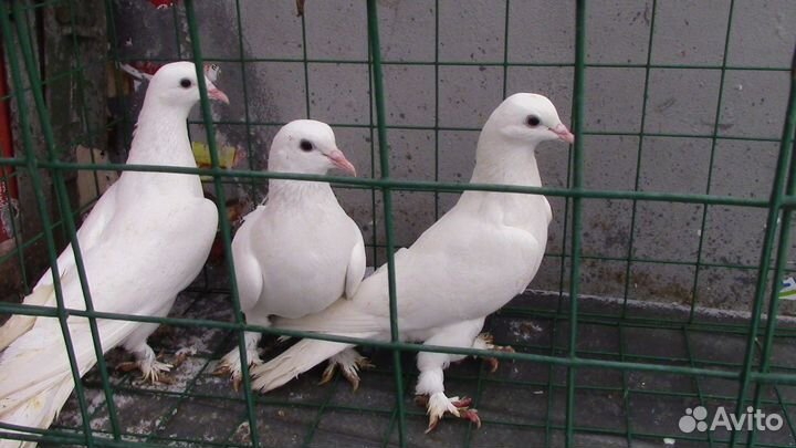 Голуби бакинские бойные (старопородные)