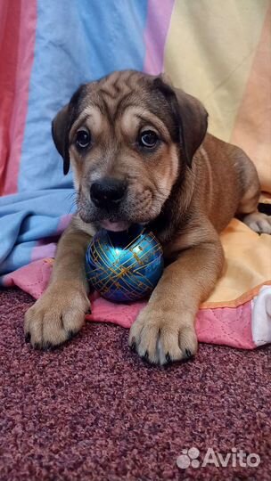 Щенки ка де бо