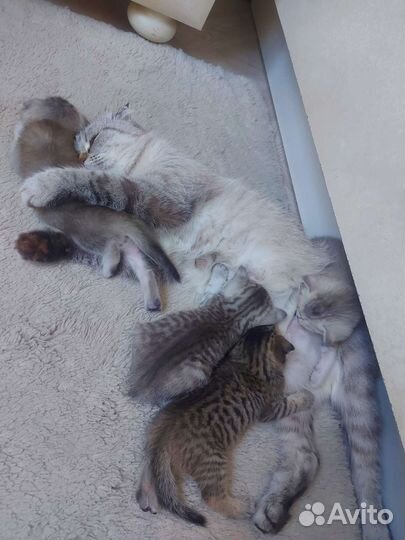 Шотландская вислоухая кошка