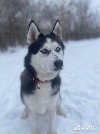 Сибирский хаски девочка