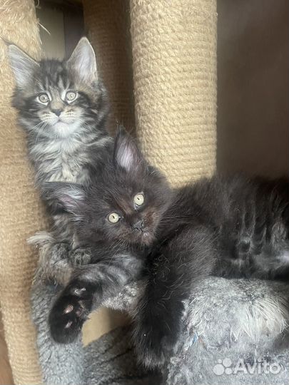 Котята Мейн-кун