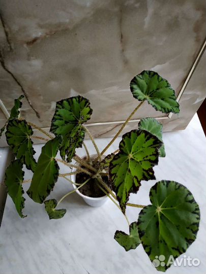Фикус Мелани пилея спатифиллум бегония