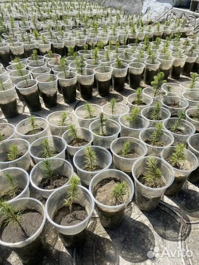 Черенки голубой ели