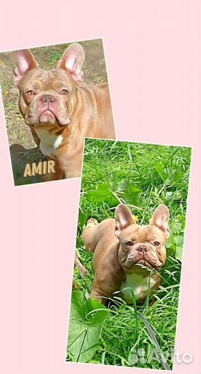 Изабелла генная девочка