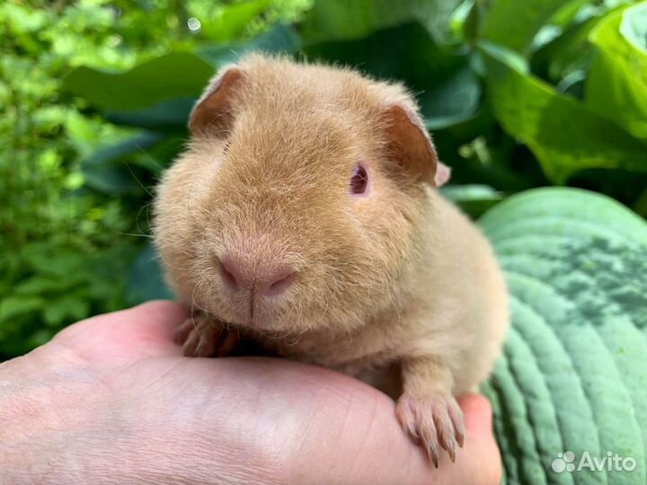 Американский тедди мальчики