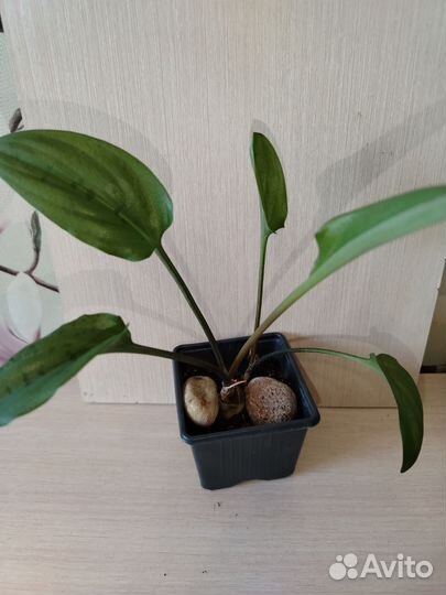 Дримиопсис, колеус