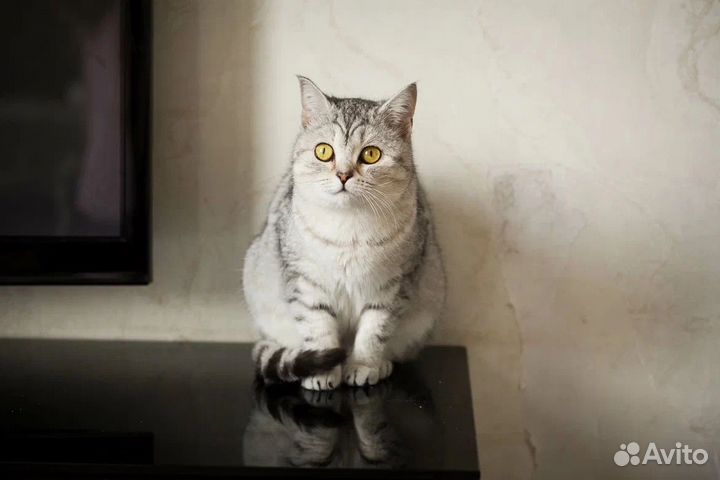 Кошке нужен дом