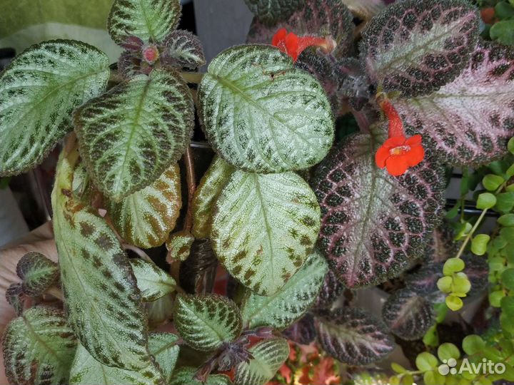 Эписции сортовые