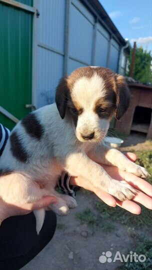 Щенки от спаниель