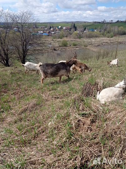 Продам козы дойные