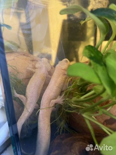 Аквариум с тритоном