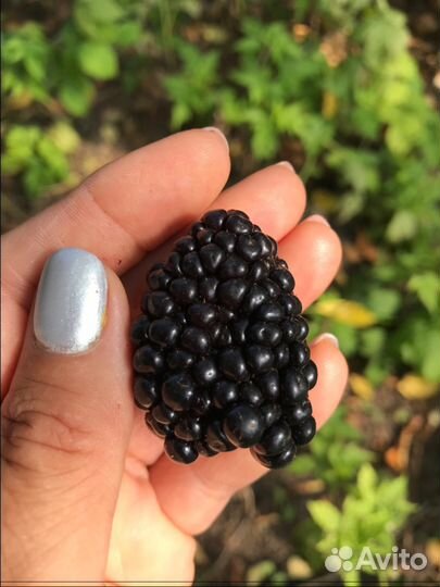 Ремонтантная Малина, Клубника