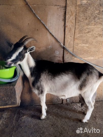 Коза дойная