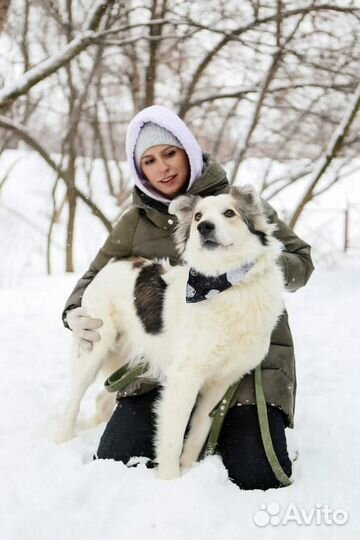 Пёс-аристократ ищет дорогу домой