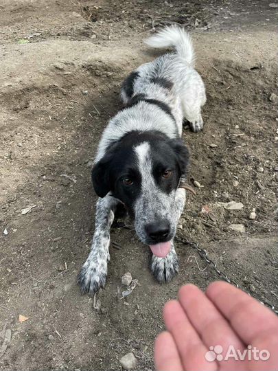 Молодой, ласковый метис