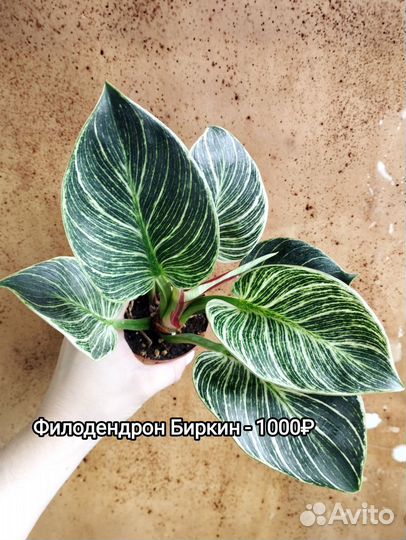 Комнатные растения