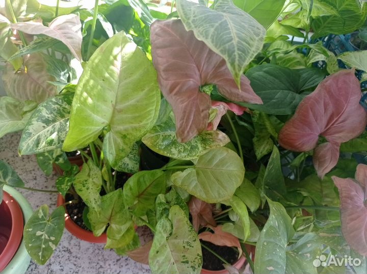 Сингониум, аглаонема,сциндаптус