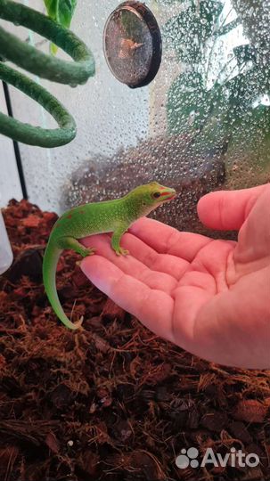 Фельзума грандис