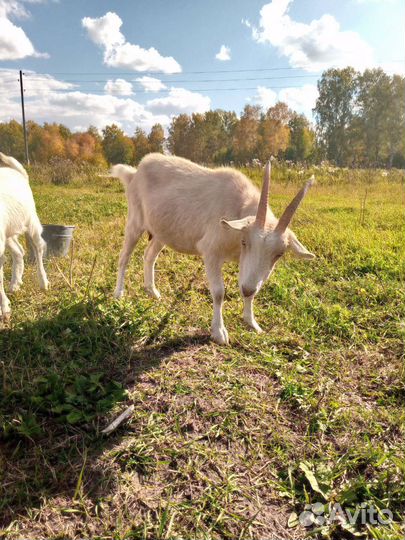 Козы козлята козлы