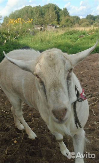 Козел для вязки