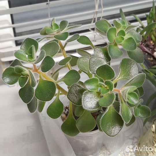 Аихризон дерево любви