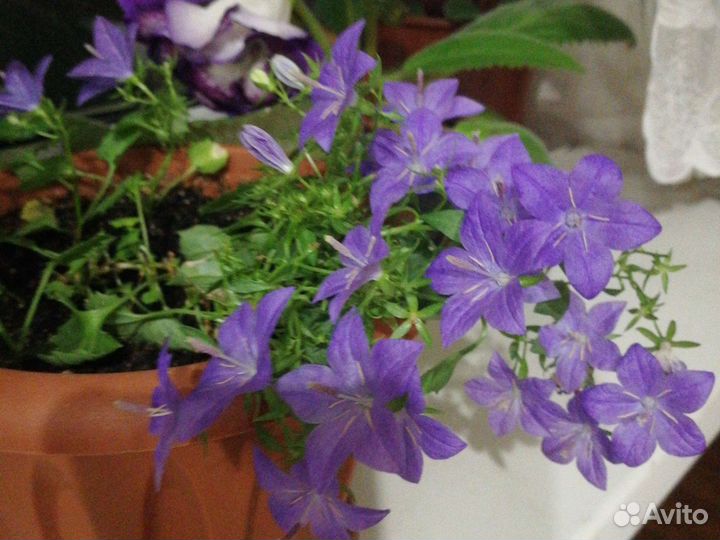 Кампанула невеста, жених цветущая