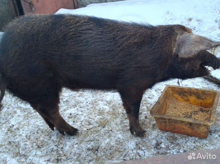 Продам хряка