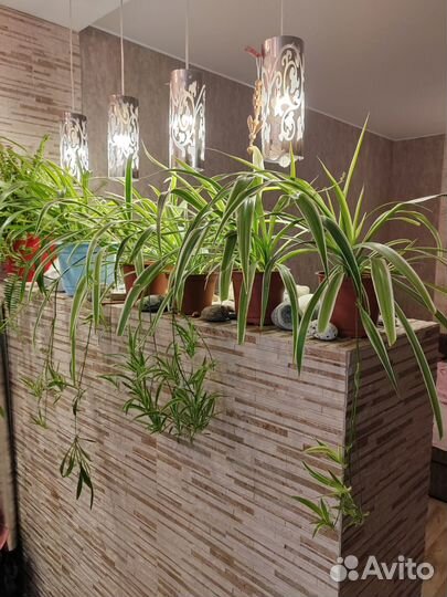 Хлорофитум