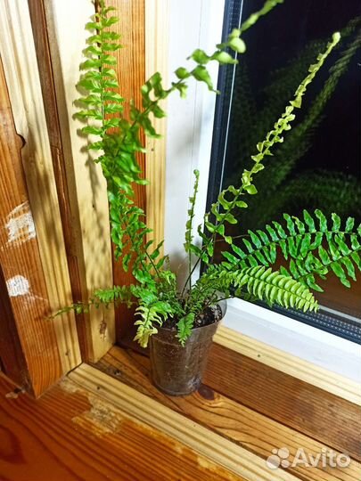 Папоротники / аспарагус