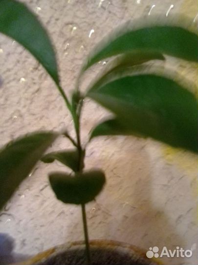 Очень вкусный и красивый Лимон