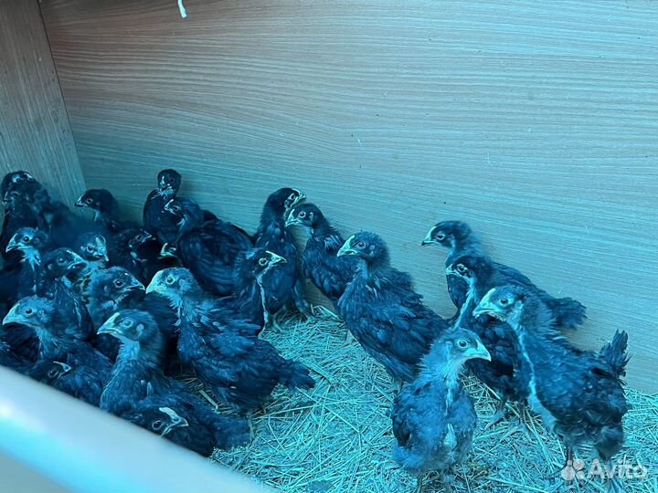 Куры несушки