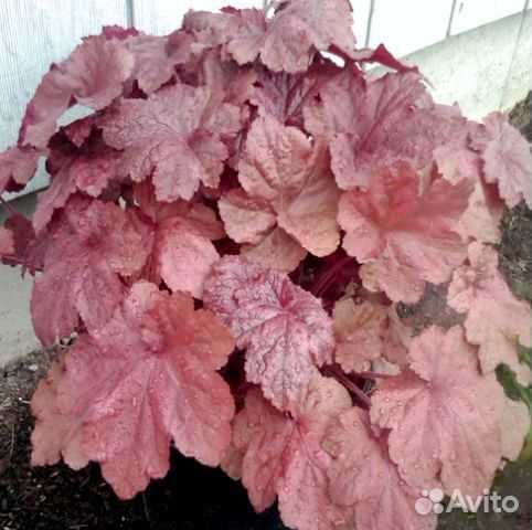 Многолетние растения для сада