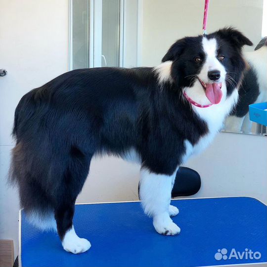 Стрижка собак и кошек