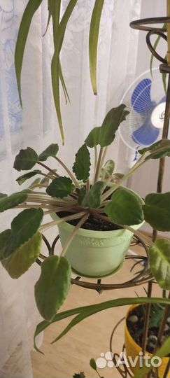 Комнатные растения