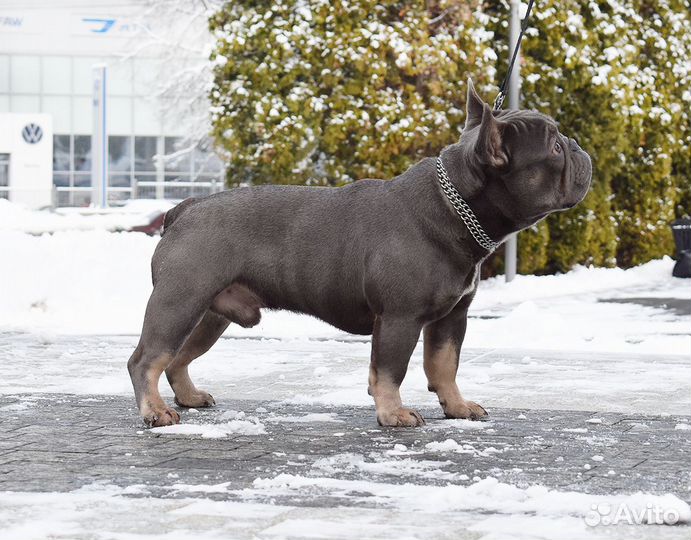 Французский бульдог кобель вязка