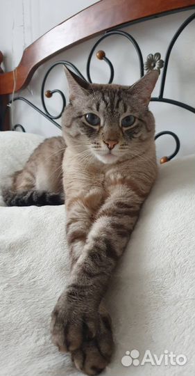 Сиамский кот