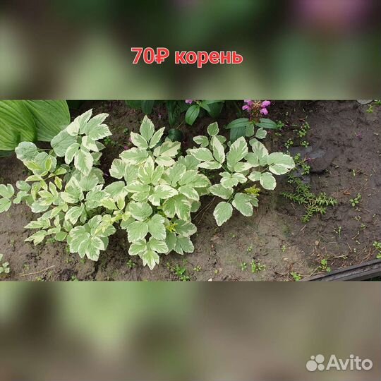 Многолетники