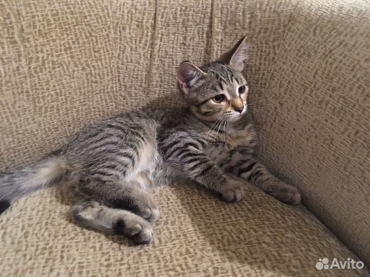 Кошка в дар