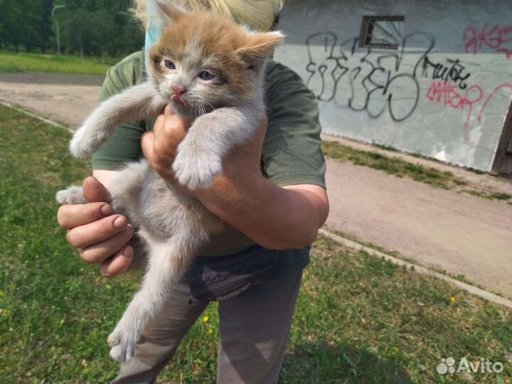 Бездомные котята очень нуждаются в семье