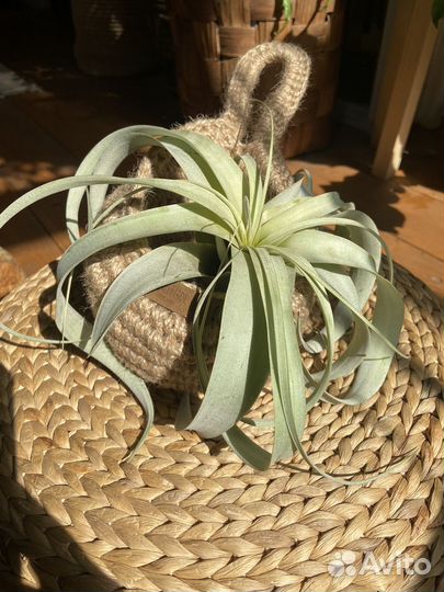 Тилландсия атмосферная